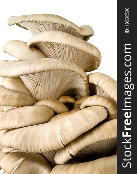 Mushrooms on a white background, close-up