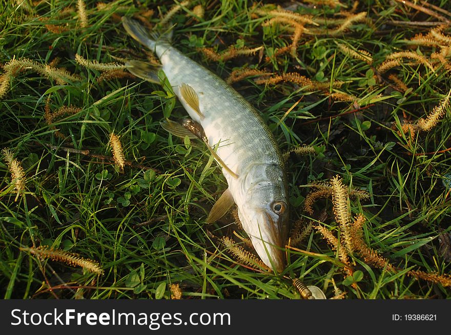 Pike fish, Esox Lucius, posed on grass