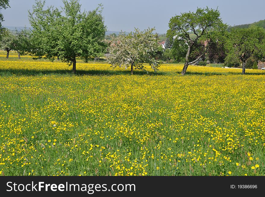 Meadow With Many Dandelions And Apple Trees