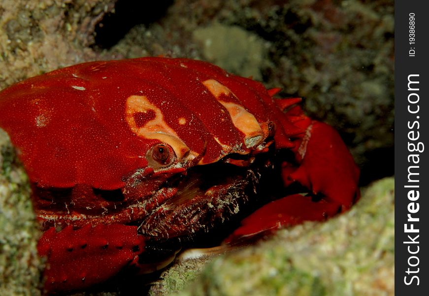 Coral Crab