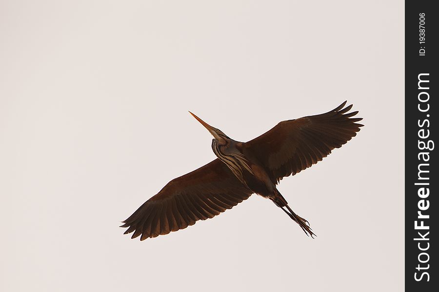 A Purple Heron (Ardea purpurea) passes majestically with slow beatings of it´s powerful wings. A Purple Heron (Ardea purpurea) passes majestically with slow beatings of it´s powerful wings.