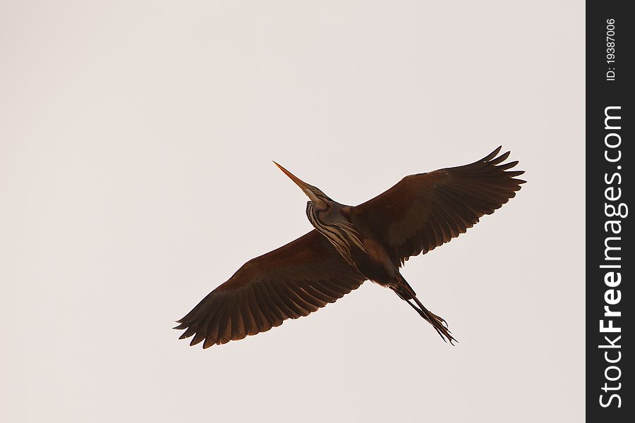 A Purple Heron (Ardea purpurea) passes majestically with slow beatings of itÂ´s powerful wings. A Purple Heron (Ardea purpurea) passes majestically with slow beatings of itÂ´s powerful wings.