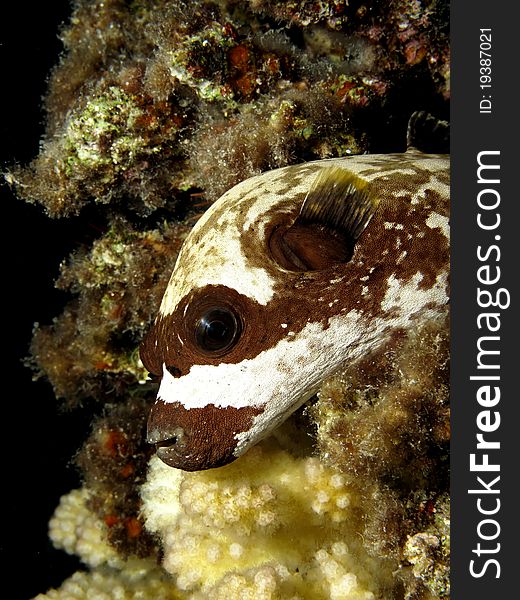 Masked puffer