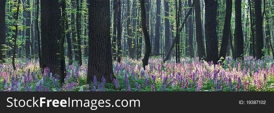 The first spring flowers in wood