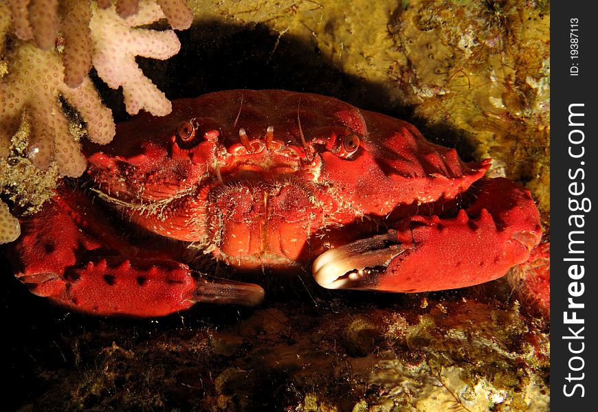 Splendid Spooner coral crab