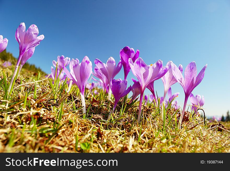 Blossoming crocuses