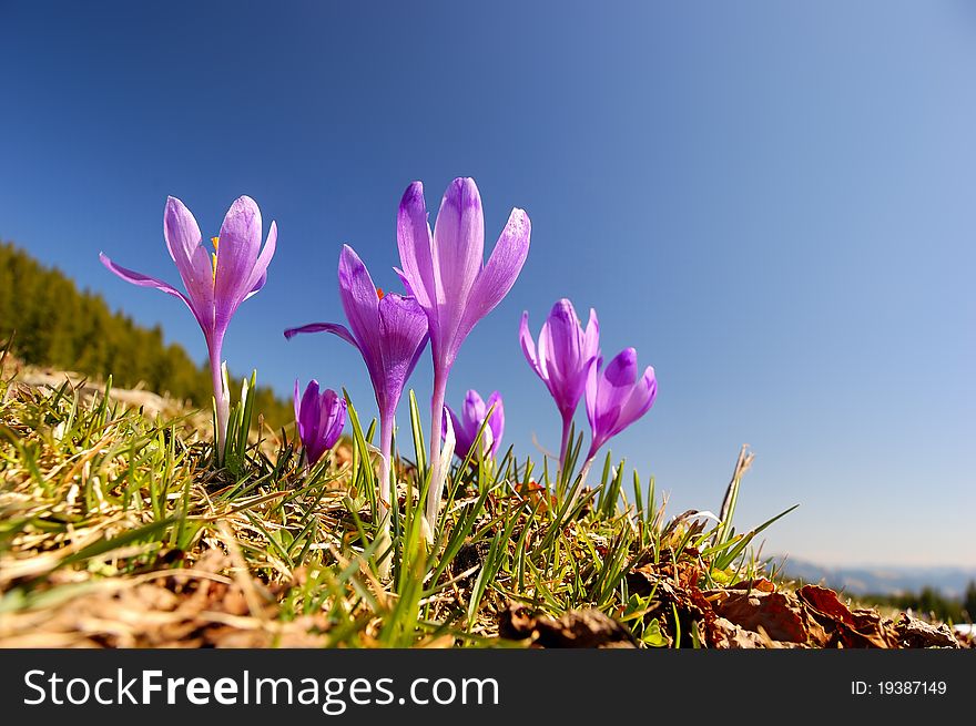 Blossoming Crocuses