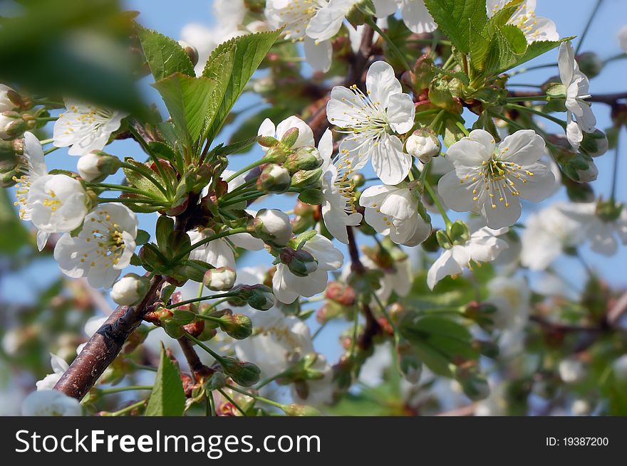Natural background for design with a blossoming branch of a sweet cherry