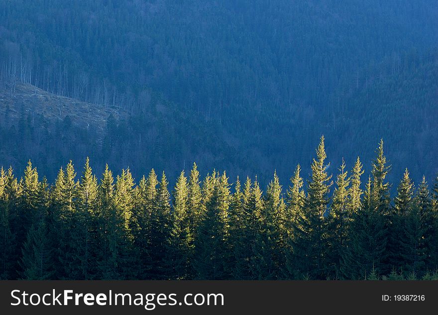 Wall-paper with fir-trees in mountains