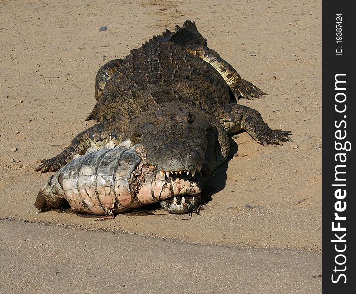 Crocodile victor holds the tails of his victim in his gaping maw. Crocodile victor holds the tails of his victim in his gaping maw
