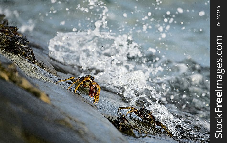 Two crabs on a rock with the waves splashing in the background. Two crabs on a rock with the waves splashing in the background.