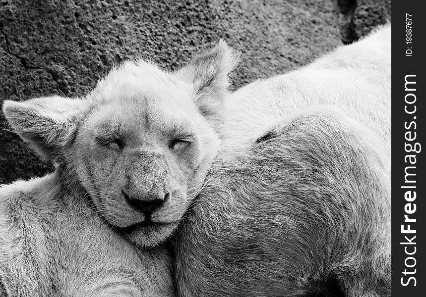 Lion cub sleeps on his brother. Lion cub sleeps on his brother