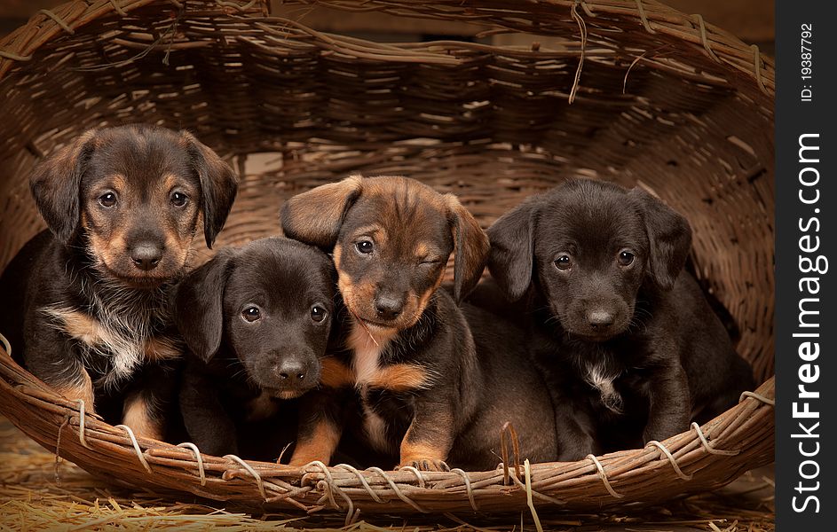 Four dachshund puppies purebred in basket. One from them winking at you. Four dachshund puppies purebred in basket. One from them winking at you