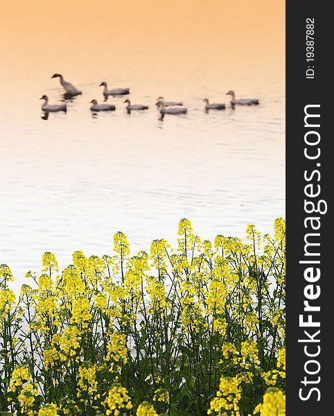 Flocks of ducks on the golden river