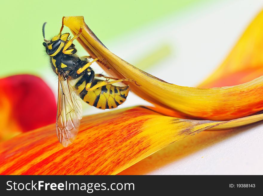 Details of European Wasp sit on tulip