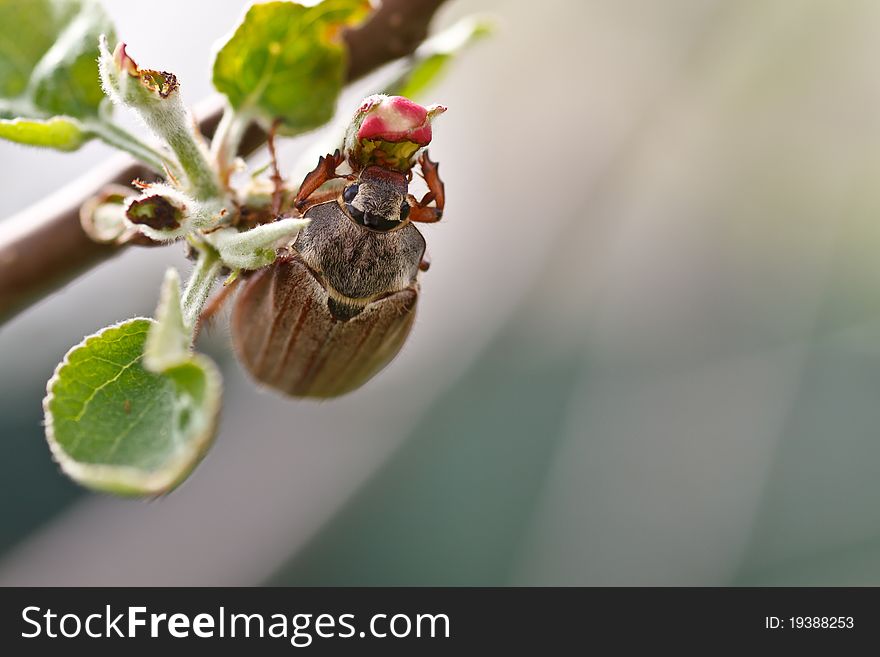 Chafer sitting on a flower apple