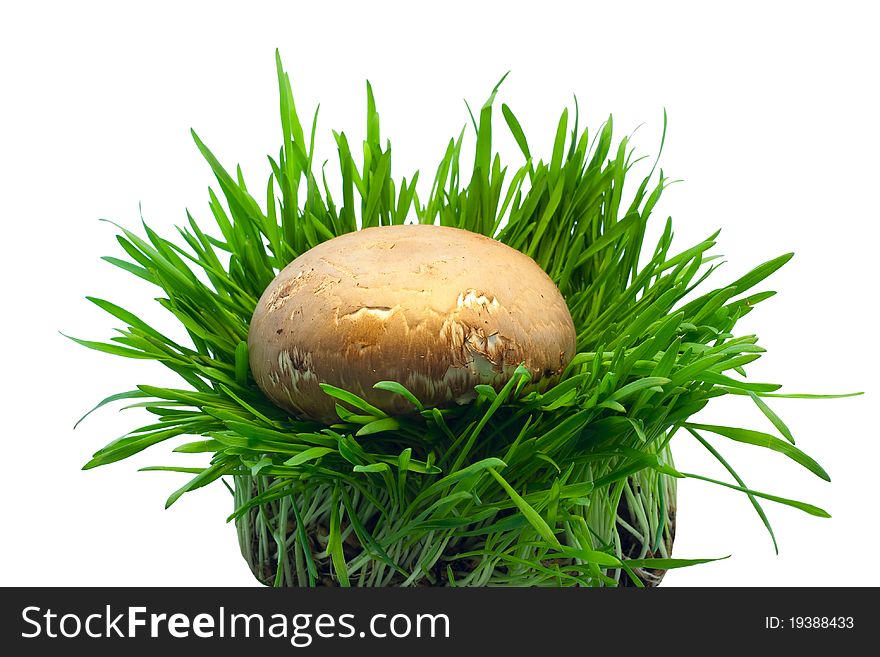 Single mushroom in grass isolated on white