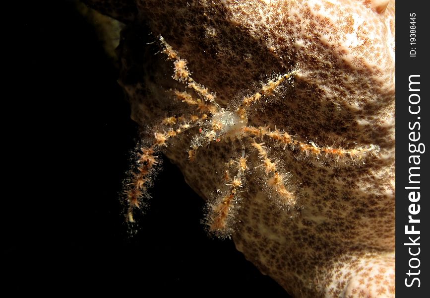 Soft Coral Spider Crab
