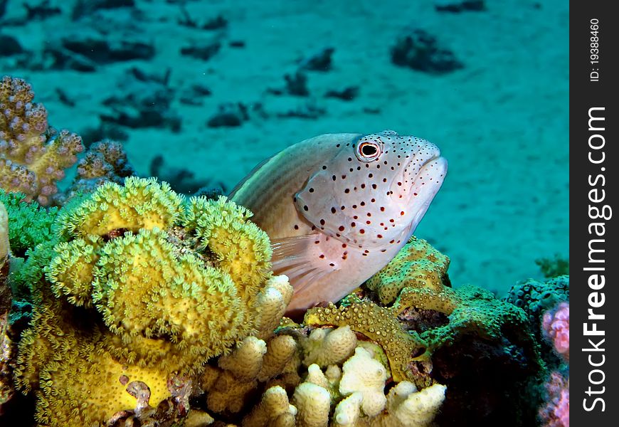 Freckled Hawkfish