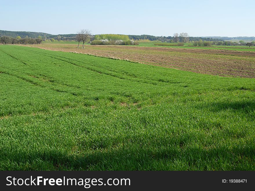 Beautiful spring field , green landscape