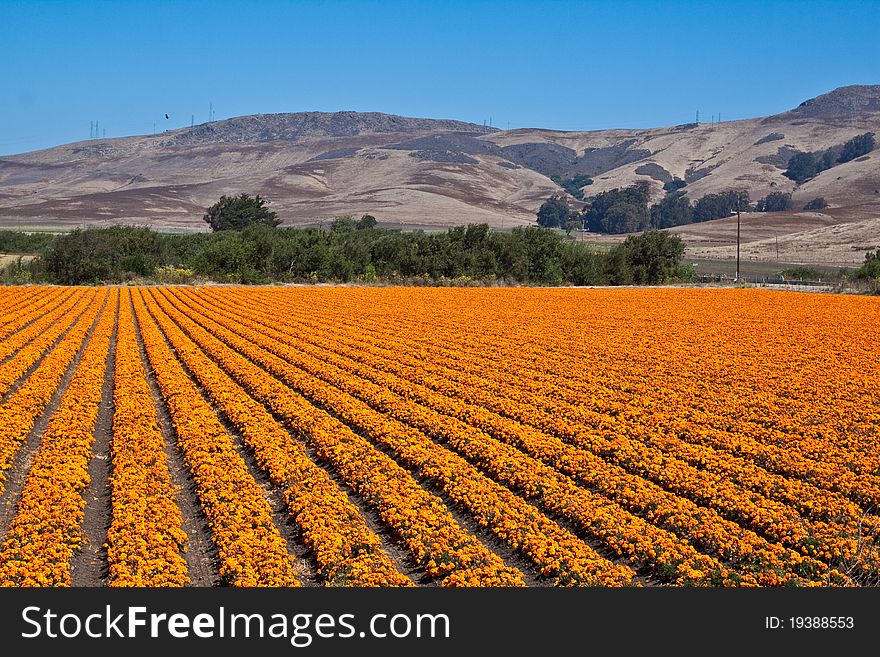 Orange flower box in front of large hills,. Orange flower box in front of large hills,