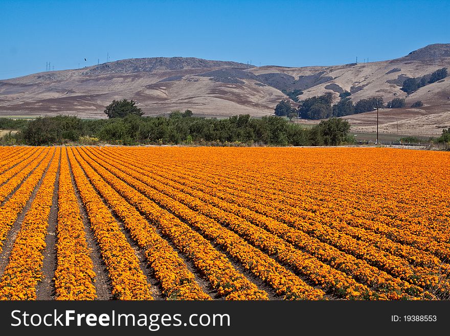 Flower-box And Large Hills