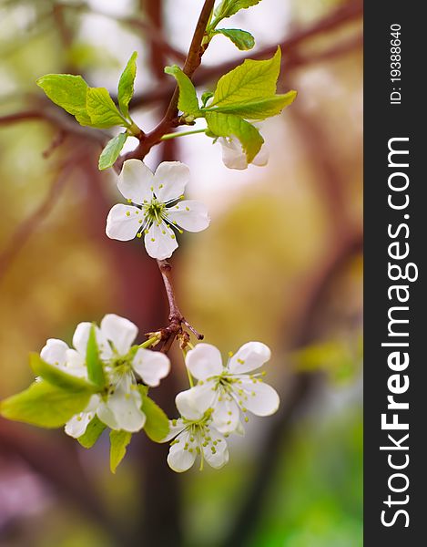 Close up shot of a branch with young blossoms in spring