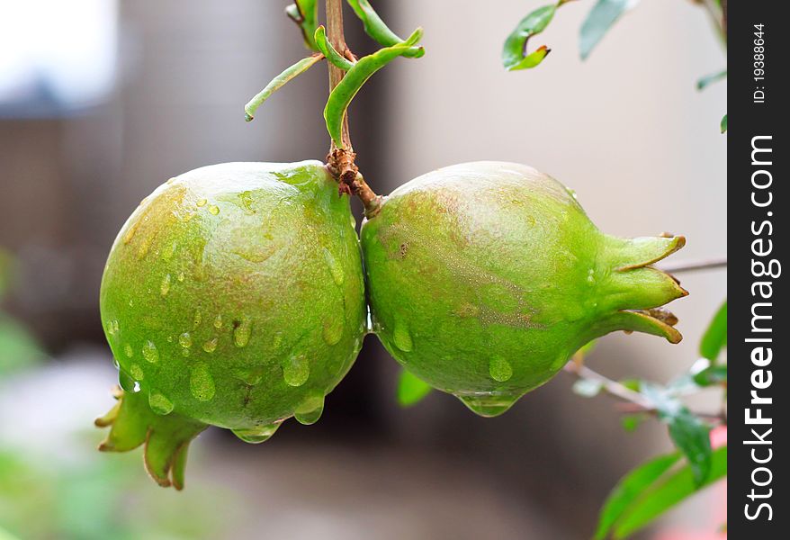 Kaffir lime in the garden