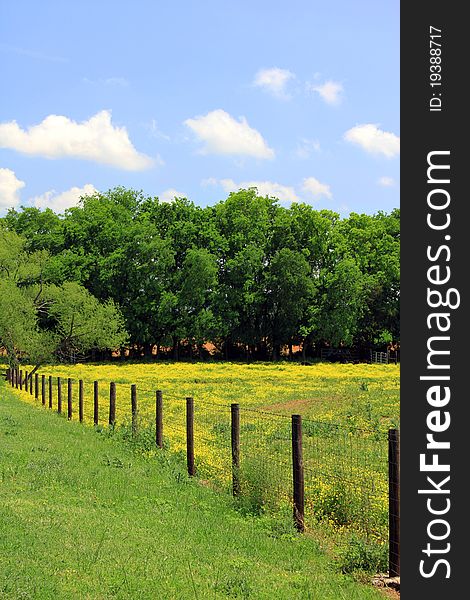 Pasture with yellow flowers and fence