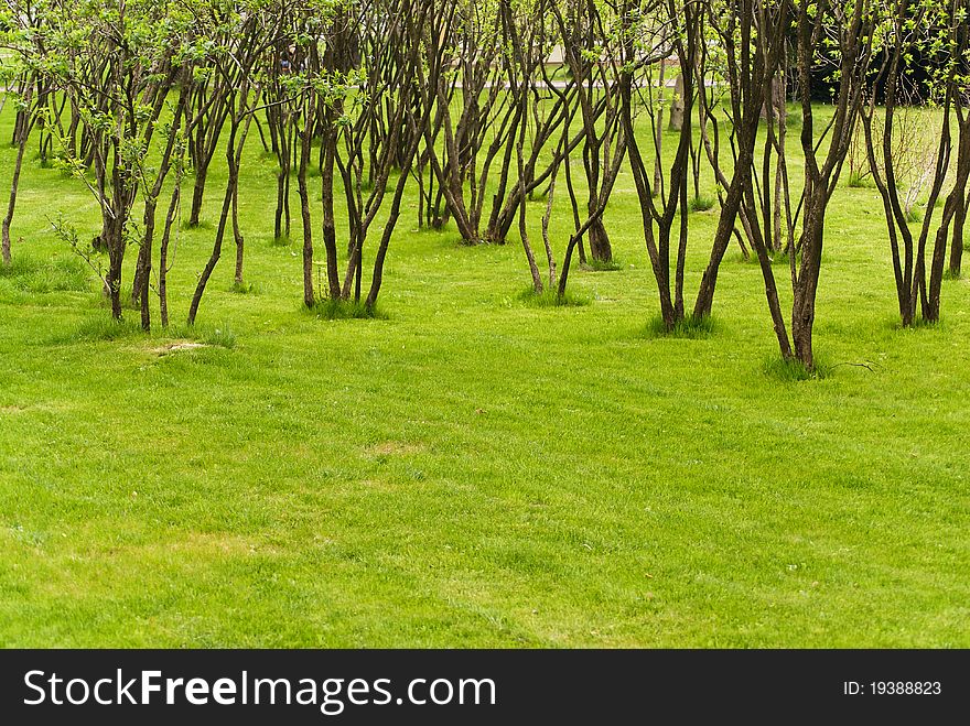 Green beauty park with some trees