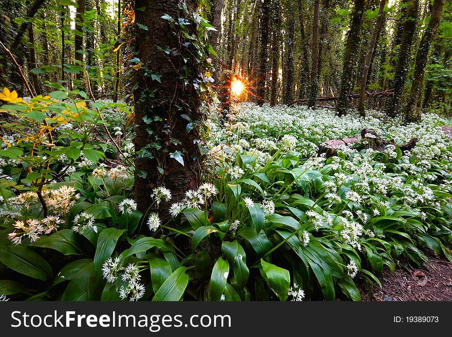 Rising sun in spring forest with white wild flowers, Ireland