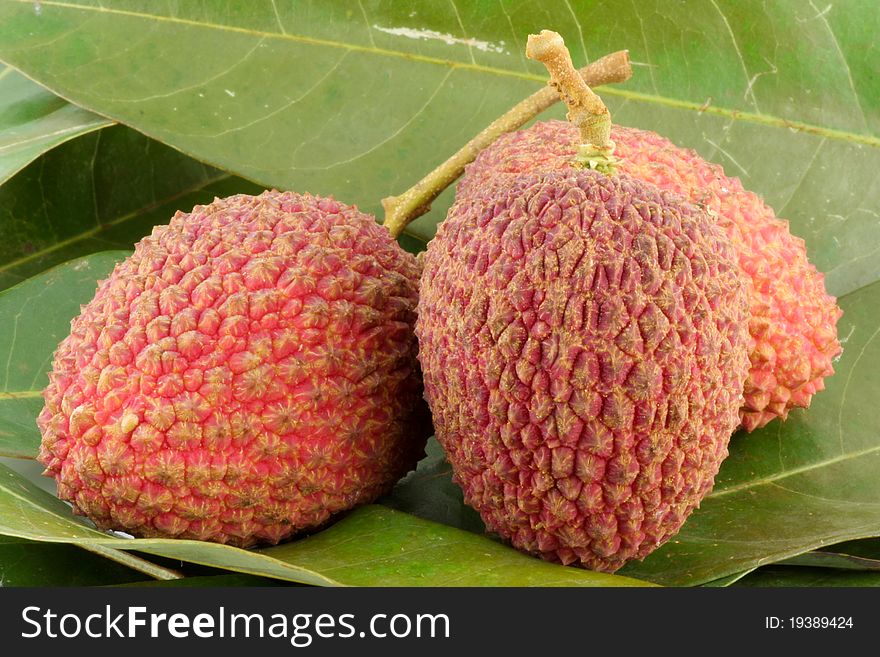 Closeup of Three lychees on leafs