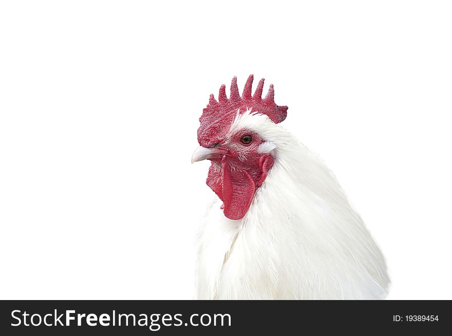 Rooster portrait isolated on white