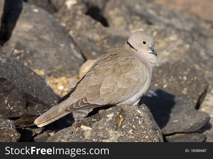 Collard Dove (Streptopelia decaocta) from the canary islands