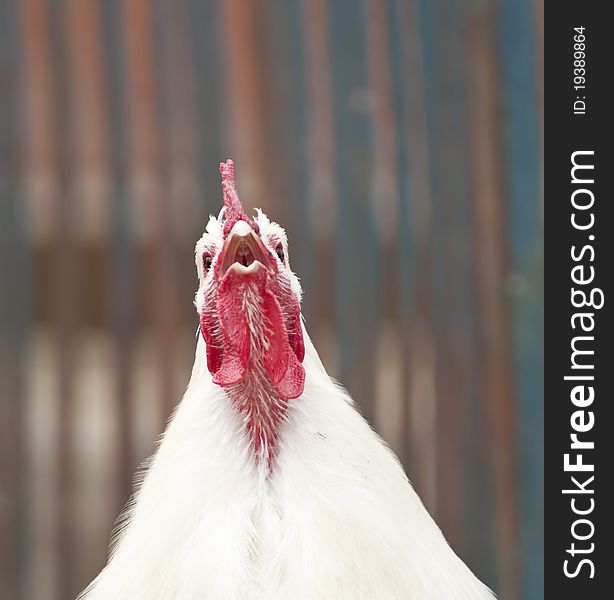 Portrait of rooster singing close up