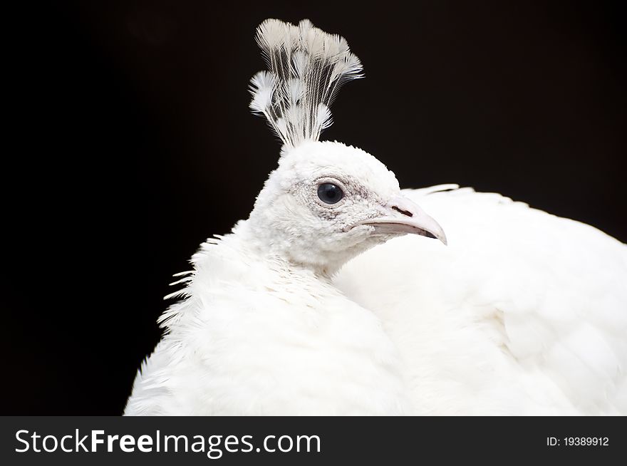 Portrait of beautiful white peacock