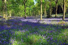 Blue Bell Woods, Badby, Northamptonshire, England Royalty Free Stock Images Blue Bell Woods, Badby, Northamptonshire, England Royalty Free Stock Images