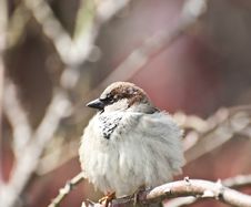Sparrow Sitting On Branch Royalty Free Stock Images