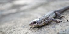 Lizard Portrait Royalty Free Stock Photos Lizard Portrait Royalty Free Stock Photos