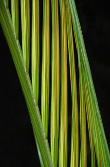 Palm Leaf Frond Royalty Free Stock Images Palm Leaf Frond Royalty Free Stock Images