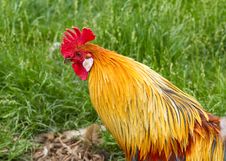 Cockerel Royalty Free Stock Photos Cockerel Royalty Free Stock Photos