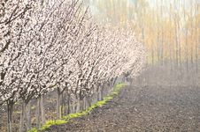 Plum Trees Row Royalty Free Stock Photo Plum Trees Row Royalty Free Stock Photo