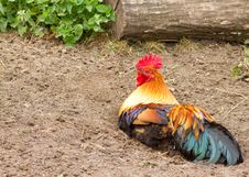 Cockerel Stock Photo Cockerel Stock Photo