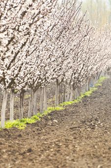 Plum Tree Line Royalty Free Stock Photography Plum Tree Line Royalty Free Stock Photography