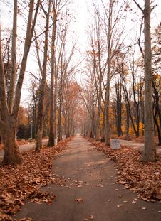 City Park In Autumn Forest Royalty Free Stock Images City Park In Autumn Forest Royalty Free Stock Images