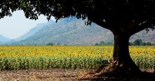 A Field Of Sunflowers Stock Image A Field Of Sunflowers Stock Image
