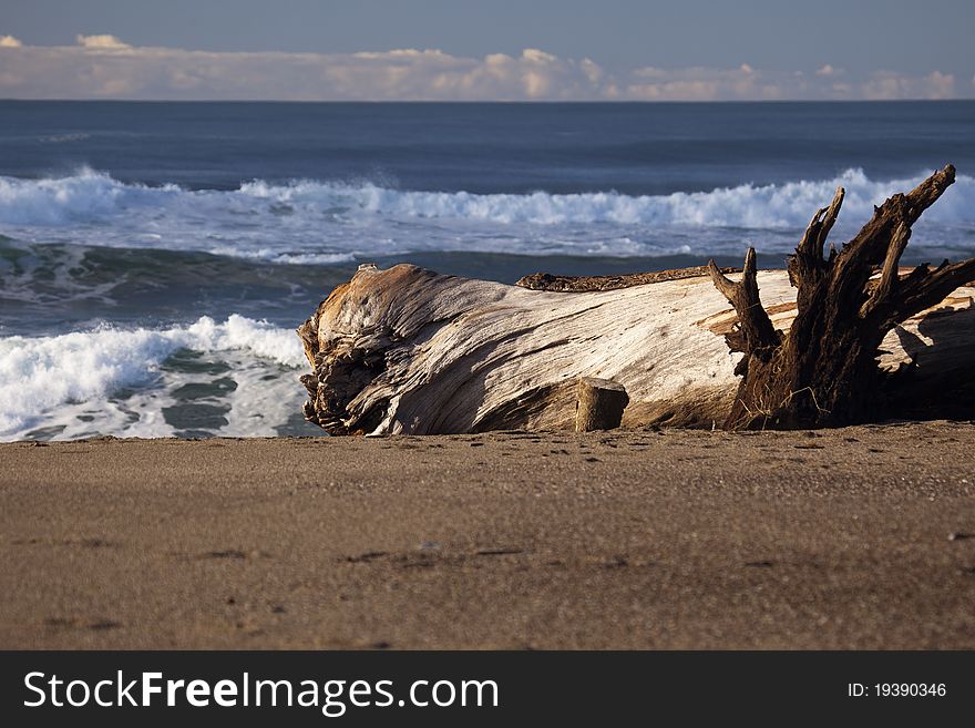 Driftwood Waves
