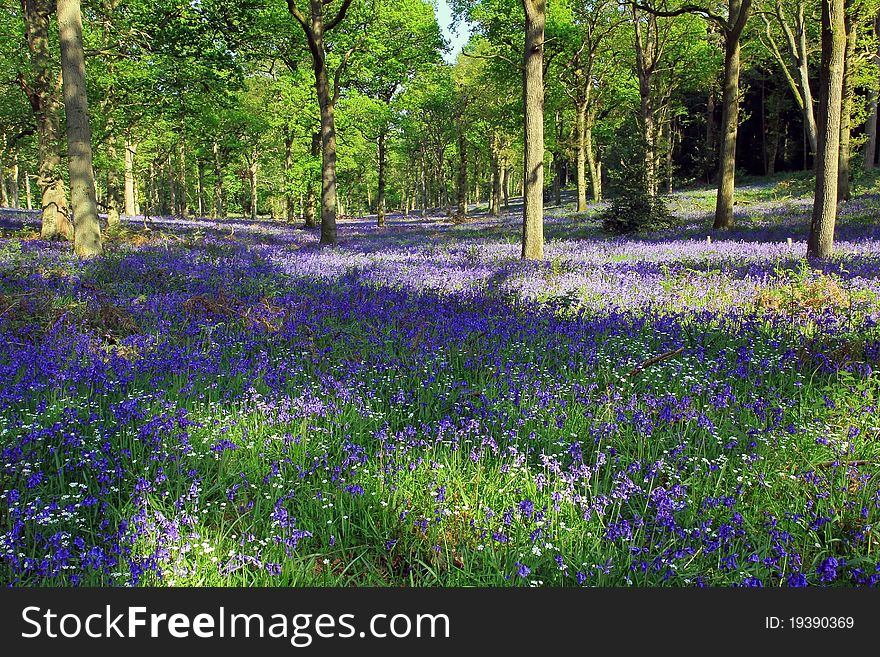 Blue Bell Woods, Badby, Northamptonshire, England