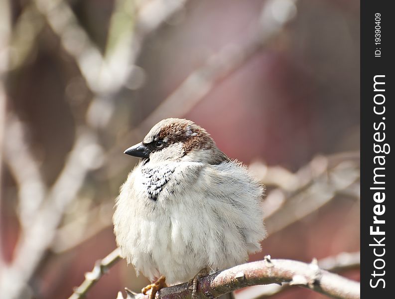 Sparrow sitting on branch