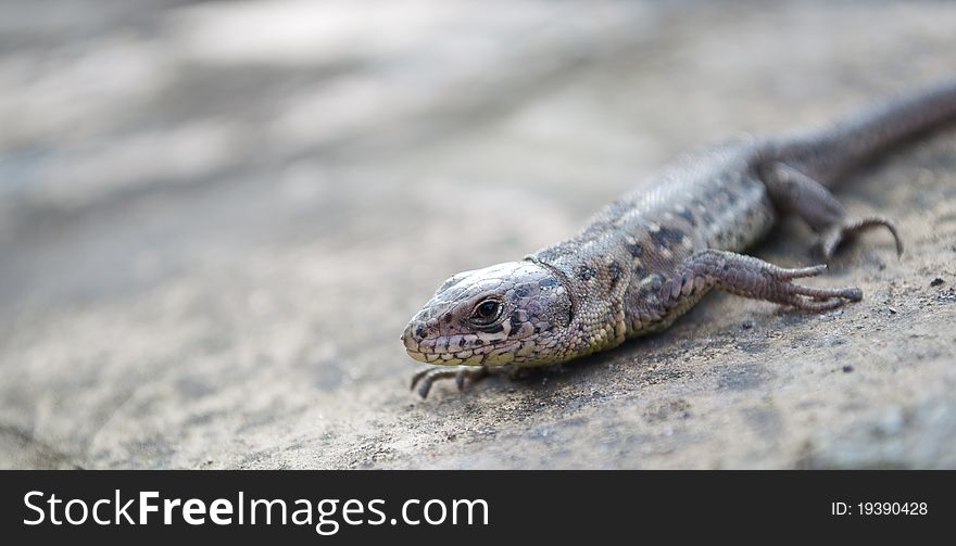 Close up view of lizard on stone. Close up view of lizard on stone